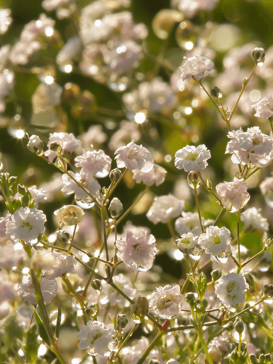 Gypsophilla Rosenschleier